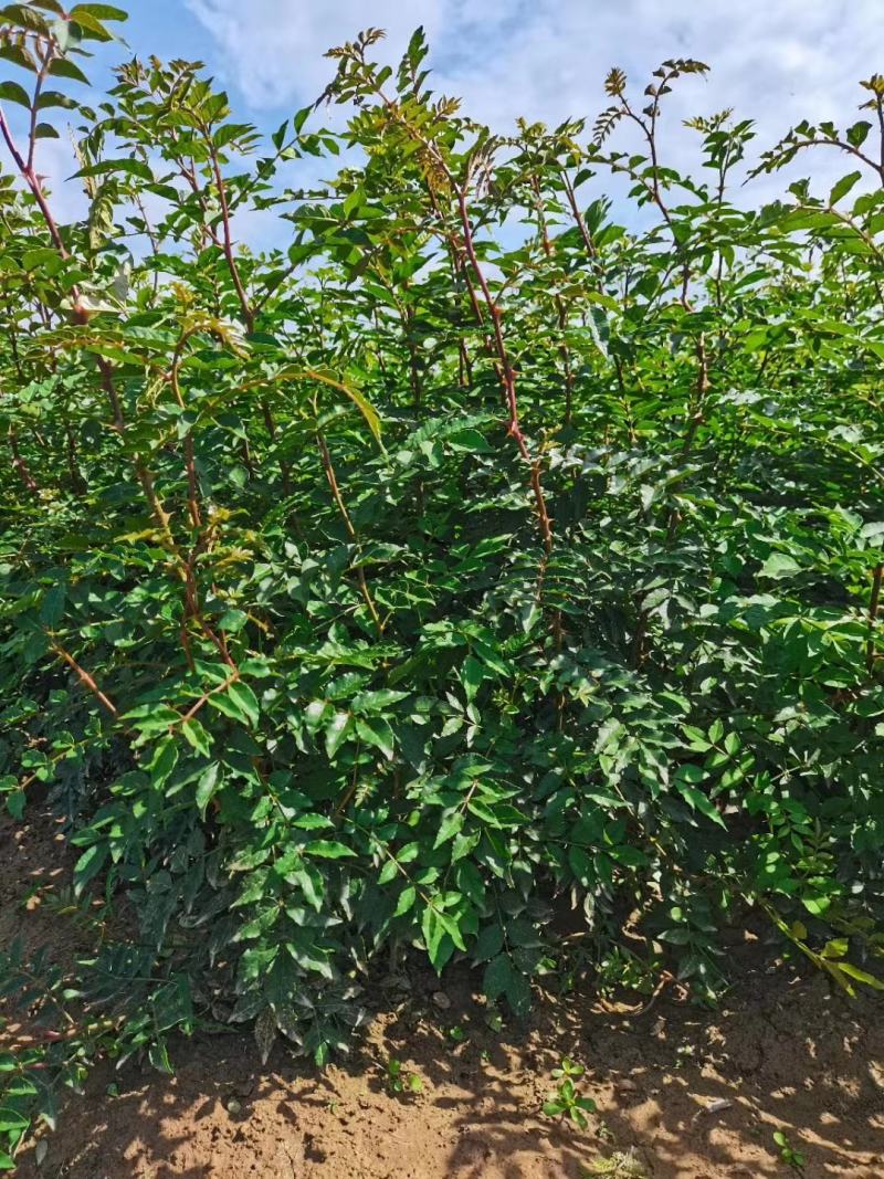 山西运城供应优质花椒苗一年生花椒苗两年生花椒苗