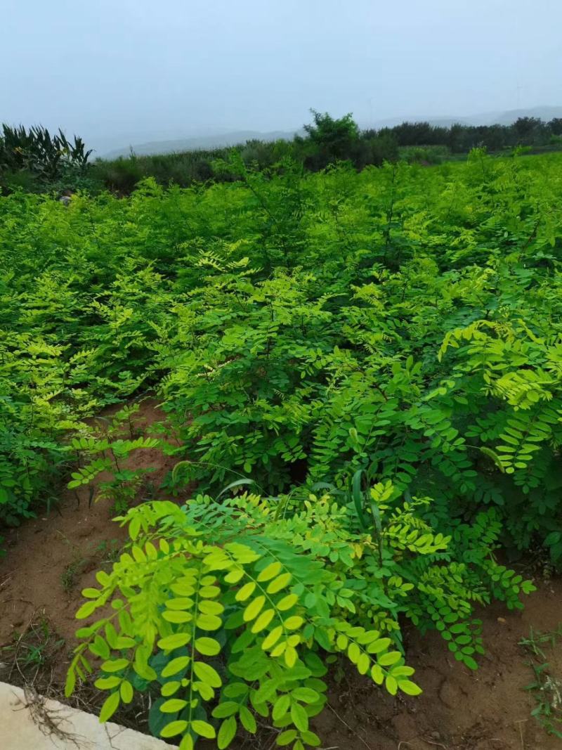 山西运城供应优质花椒苗一年生花椒苗两年生花椒苗