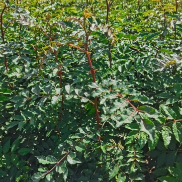 山西运城供应优质花椒苗一年生花椒苗两年生花椒苗