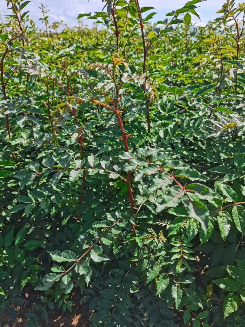 山西运城供应优质花椒苗一年生花椒苗两年生花椒苗