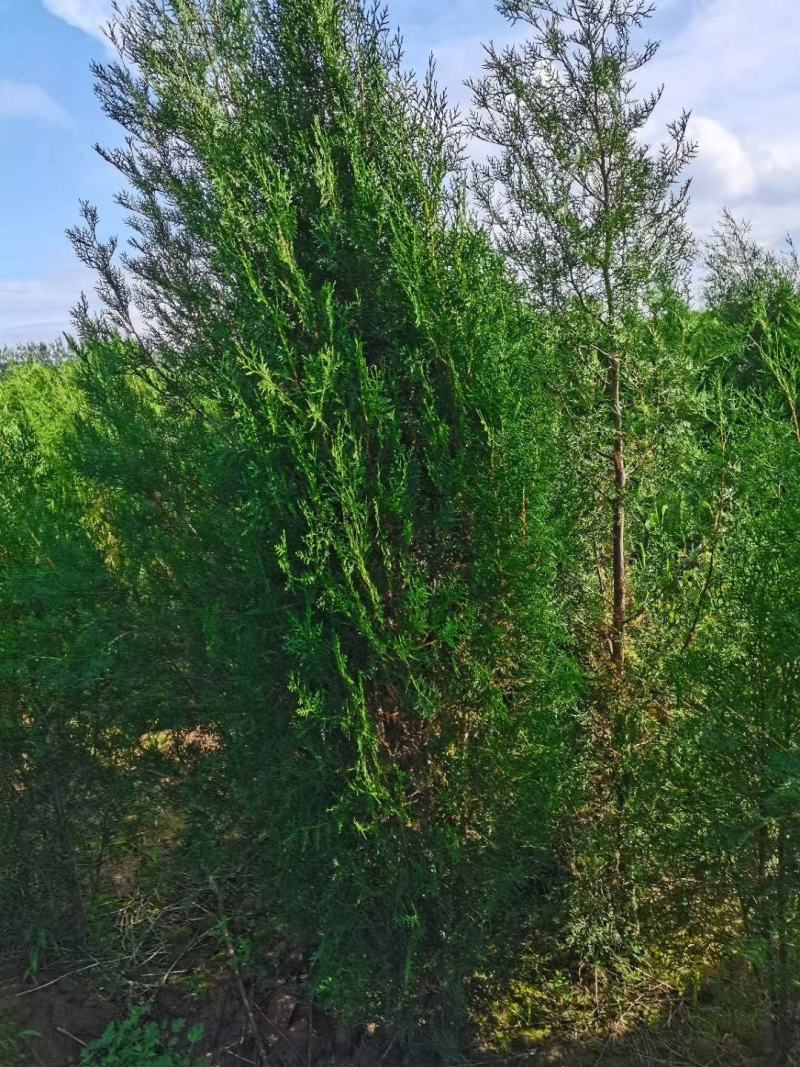 山西运城供应优质花椒苗一年生花椒苗两年生花椒苗