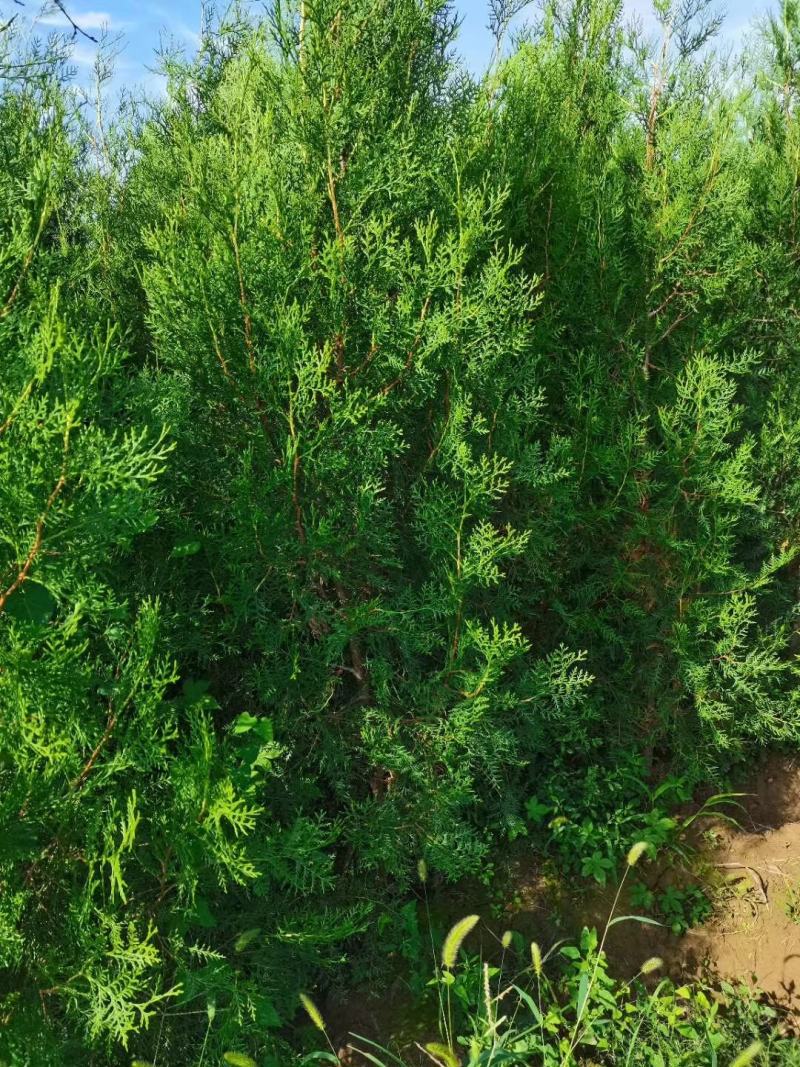 山西运城供应优质花椒苗一年生花椒苗两年生花椒苗