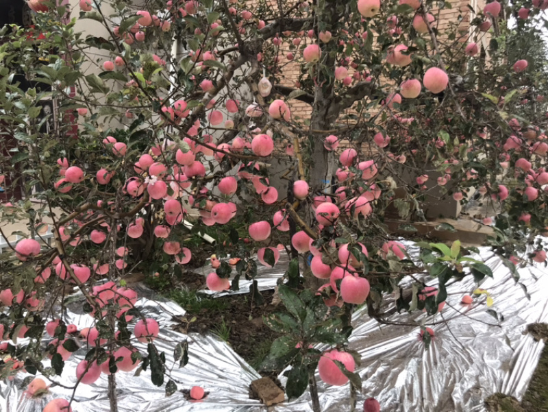 咸阳淳化秦观苹果大量上市，有需要的来电咨询