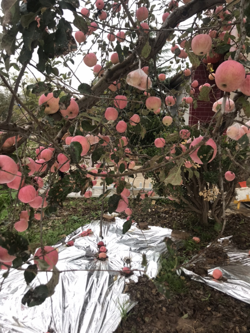 咸阳淳化秦观苹果大量上市，有需要的来电咨询