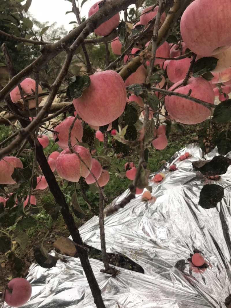 咸阳淳化秦观苹果大量上市，有需要的来电咨询