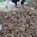 山东临沂鲜姜大量上市，代存，老姜，小姜常年大量供应