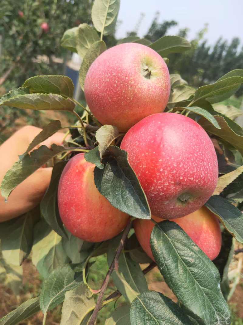 河北君林苗木基地3公分富士、鸡心果苹果树