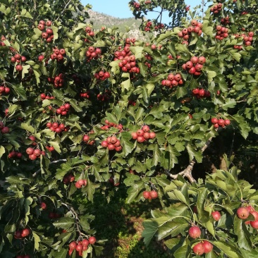 山东优质大山楂已经上市