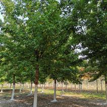 金叶复叶槭8至12公分成活率高苗圃直发欢迎来电订购