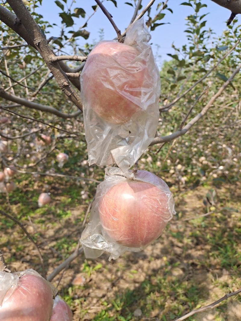 红富士苹果70mm以上精品膜袋红富士