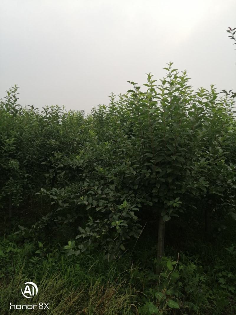 山东省临沂市河东区冬红海棠绿化树实地拍摄