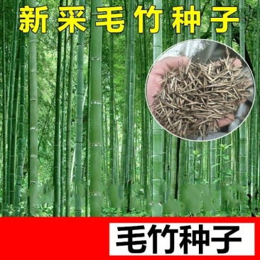 大型毛竹种子青竹苗刚竹四季竹子雷竹食用竹笋大青竹