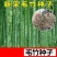 大型毛竹种子青竹苗刚竹四季竹子雷竹食用竹笋大青竹