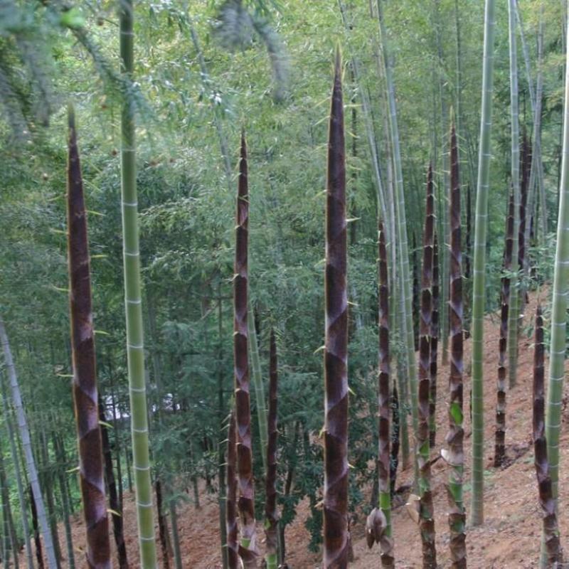 大型毛竹种子青竹苗刚竹四季竹子雷竹食用竹笋大青竹