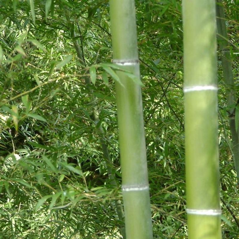 大型毛竹种子青竹苗刚竹四季竹子雷竹食用竹笋大青竹