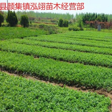 扶芳藤爬行卫矛耐寒性强四季常青分枝多冠幅大生长