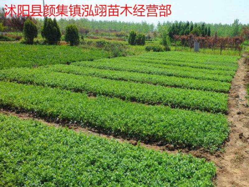 扶芳藤爬行卫矛耐寒性强四季常青分枝多冠幅大生长