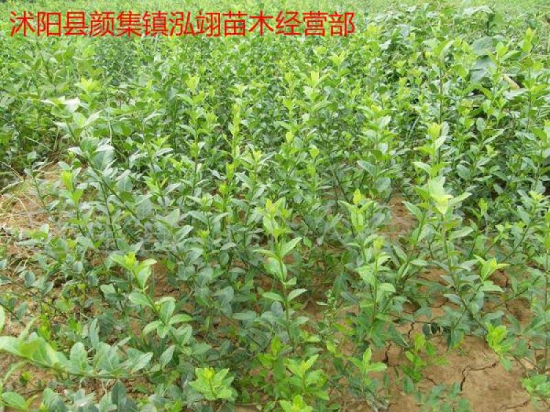 扶芳藤爬行卫矛耐寒性强四季常青分枝多冠幅大生长