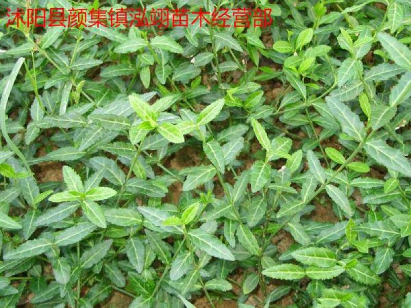 扶芳藤爬行卫矛耐寒性强四季常青分枝多冠幅大生长