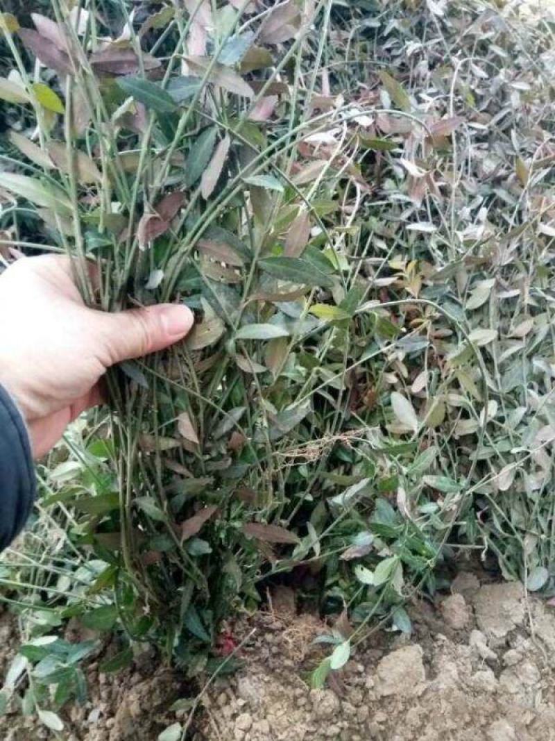 扶芳藤爬行卫矛耐寒性强四季常青分枝多冠幅大生长