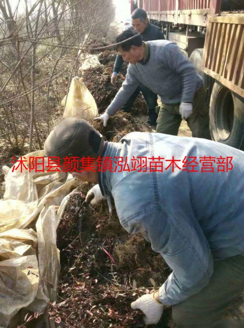 扶芳藤爬行卫矛耐寒性强四季常青分枝多冠幅大生长