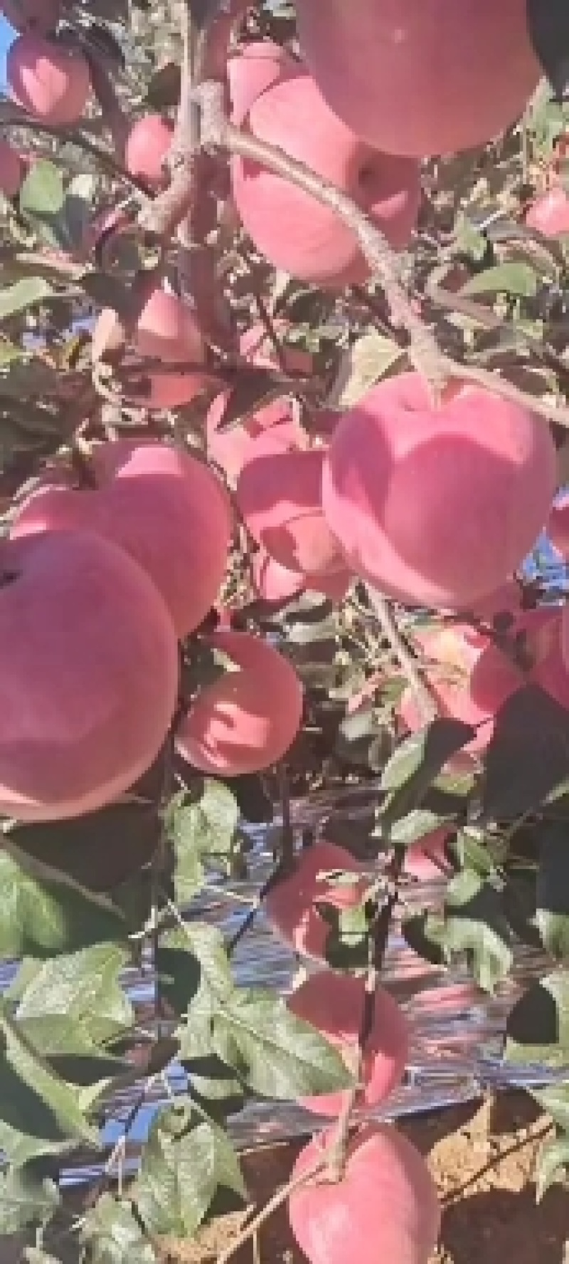 辽宁苹果富士，膜纸袋品质好，色泽鲜艳口感十足