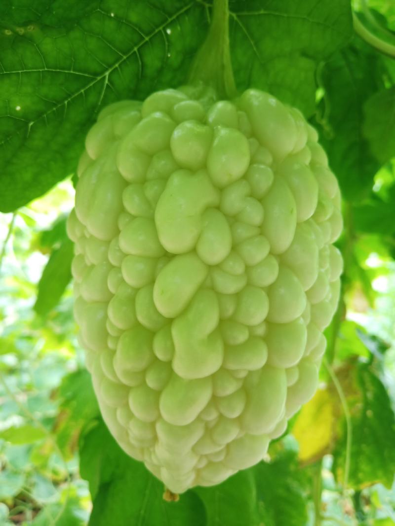 水果苦瓜，日产500斤，欢迎选购
