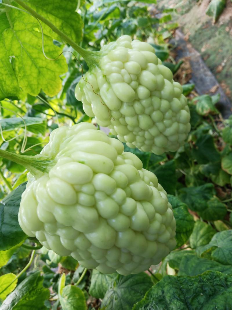 水果苦瓜，日产500斤，欢迎选购