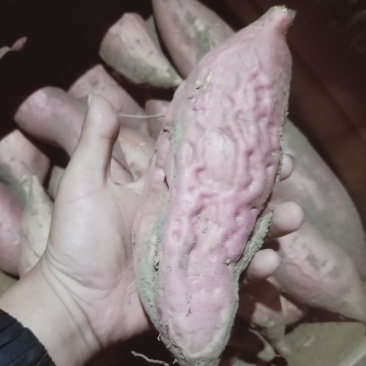 烟薯口感甜质量杠杠的