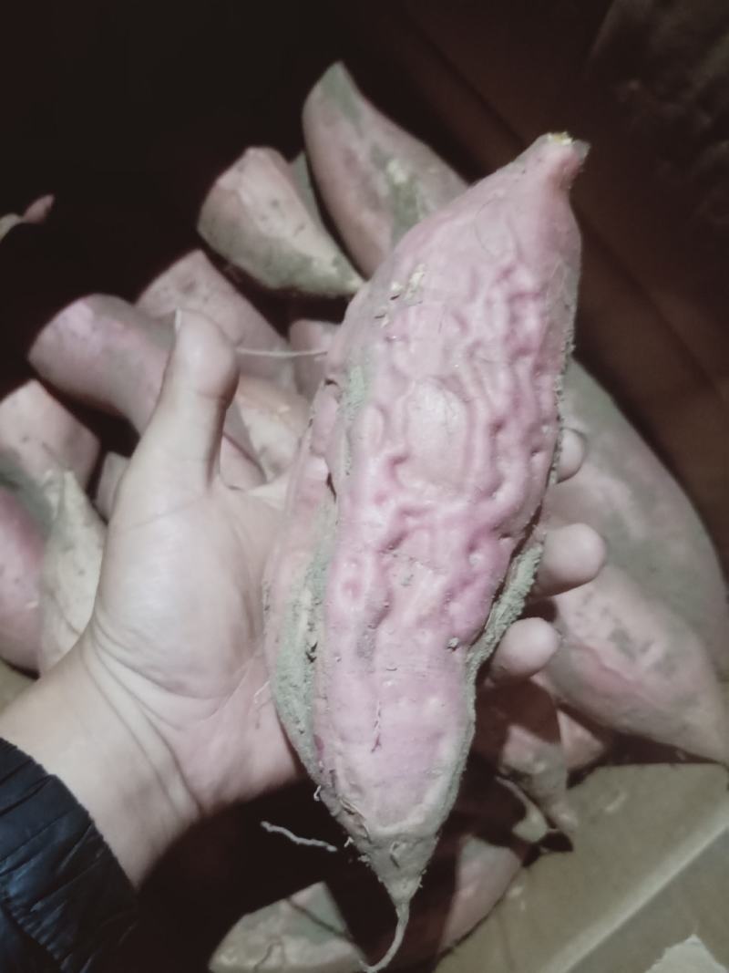 烟薯口感甜质量杠杠的