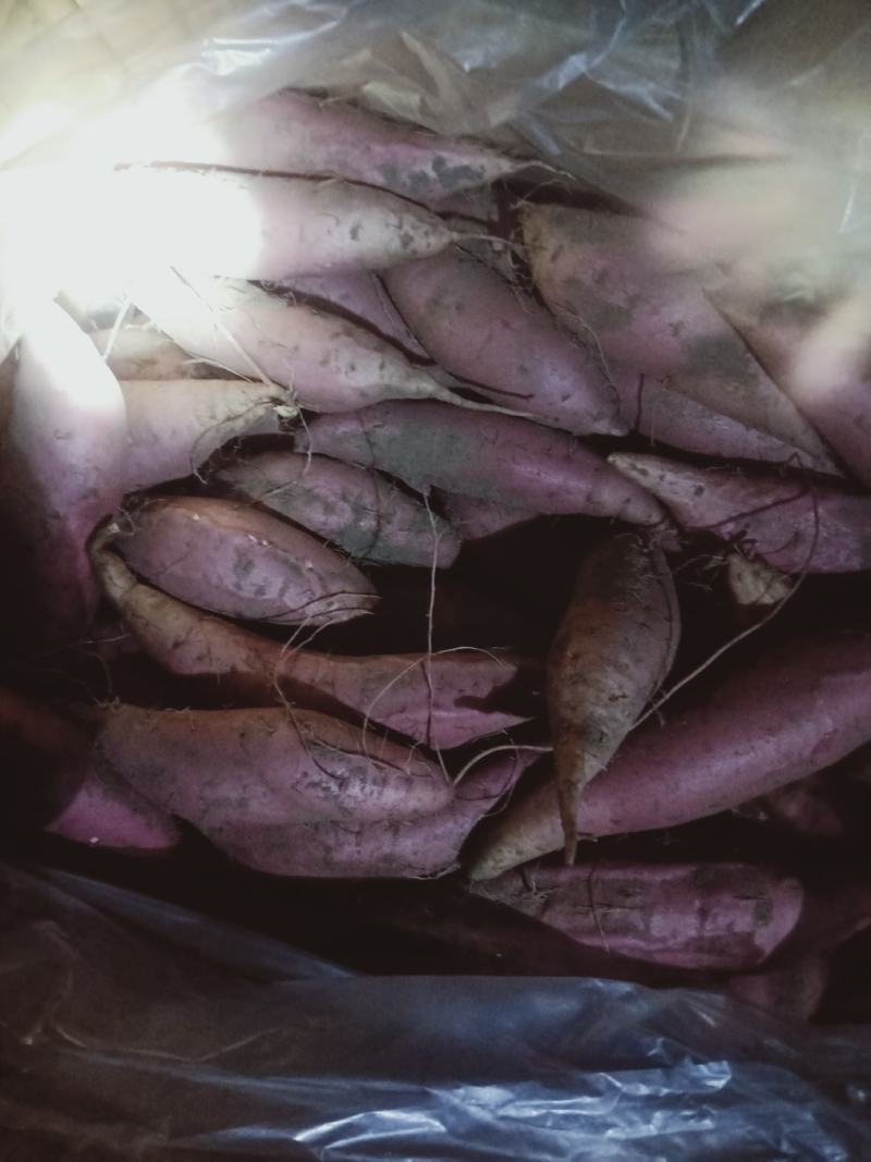 烟薯口感甜质量杠杠的