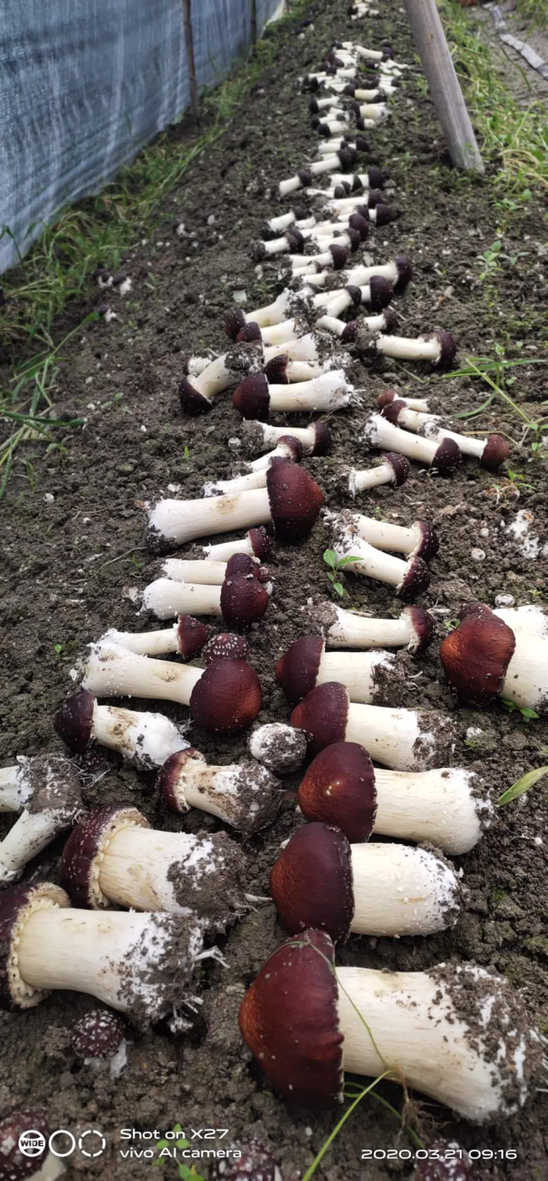 长年供应大球盖菇一级二级