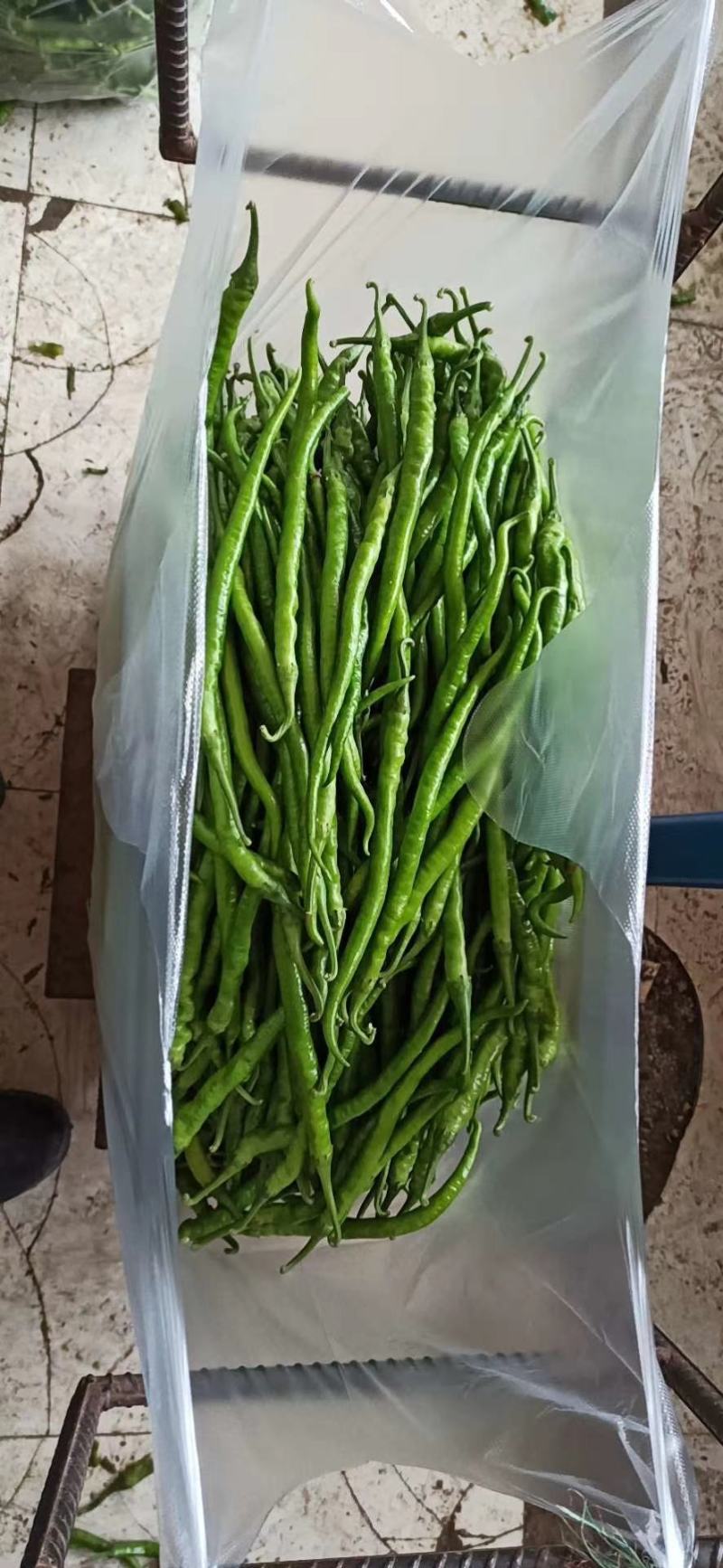 万亩辣椒基地产地直供专业对接市场电商超市