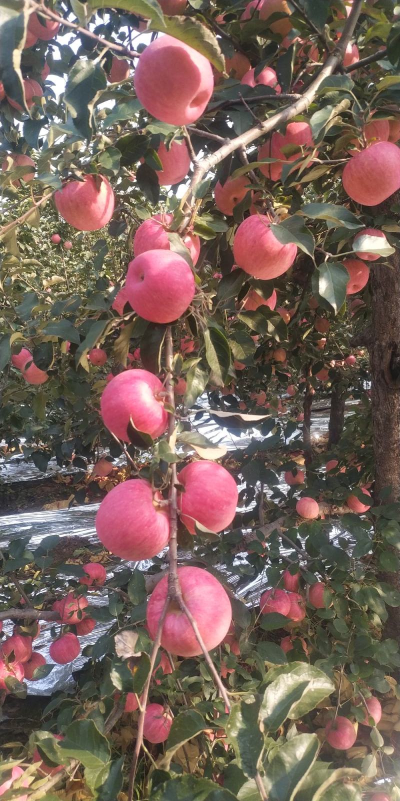 苹果寒富苹果卢龙寒富苹果，河北苹果甜苹果