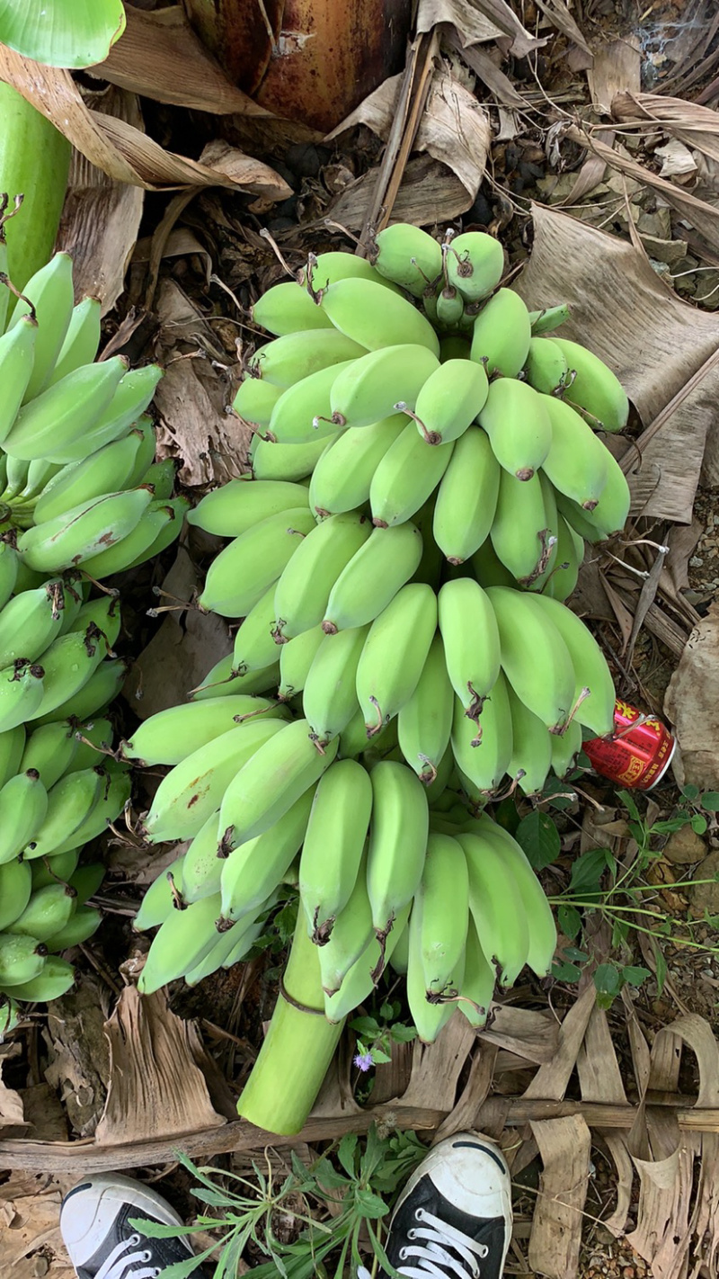 西贡蕉又名糯米香蕉粉蕉皮包肉厚软糯香甜