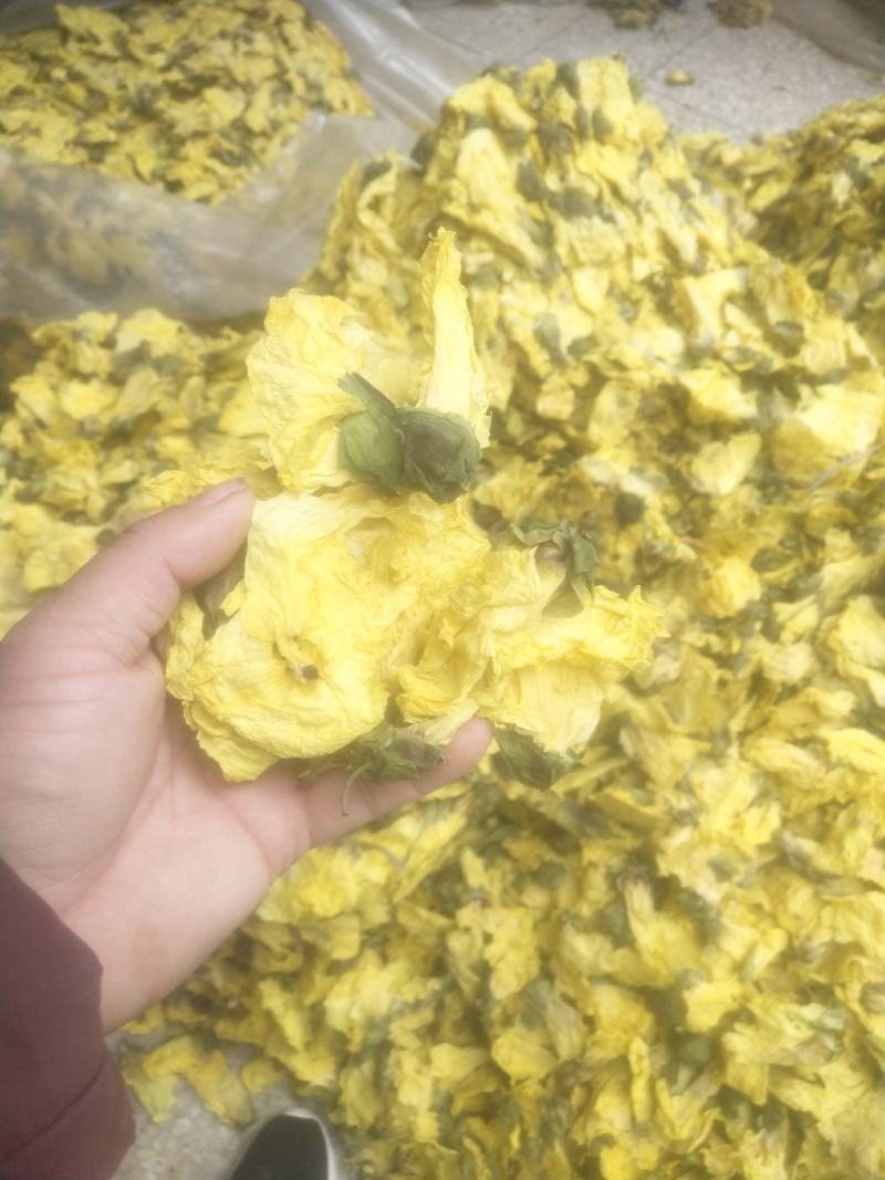 黄蜀葵花长年供应杨庆磊