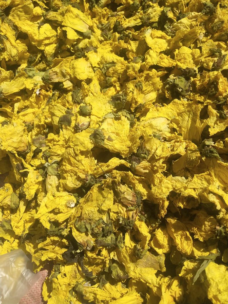 黄蜀葵花长年供应杨庆磊