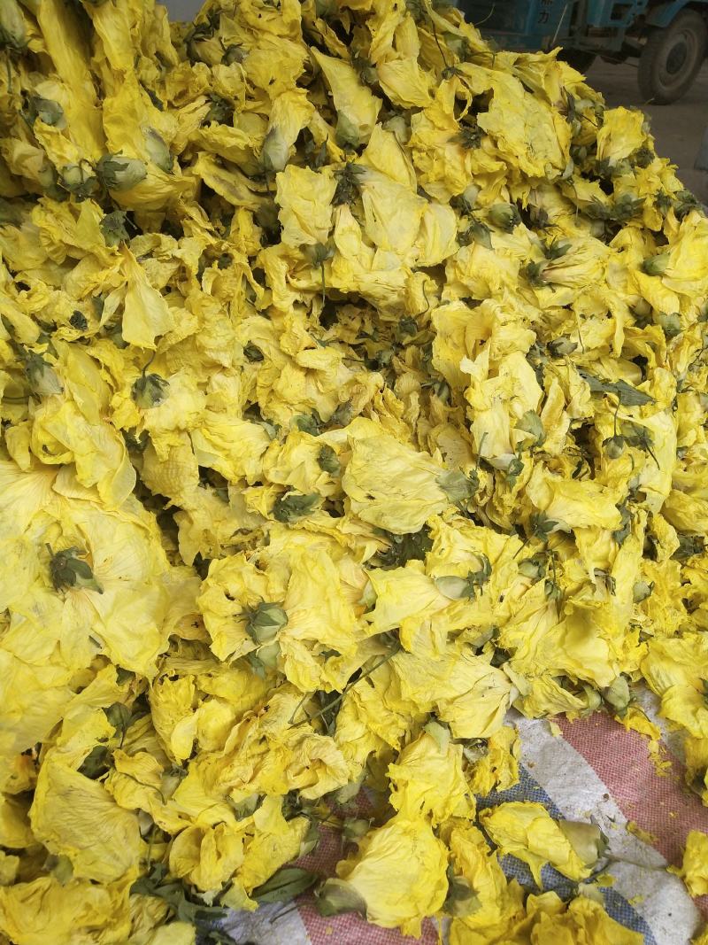 黄蜀葵花长年供应杨庆磊