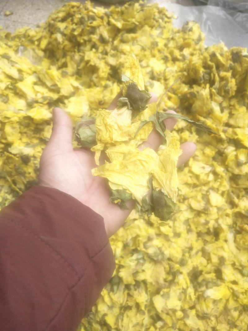黄蜀葵花长年供应杨庆磊