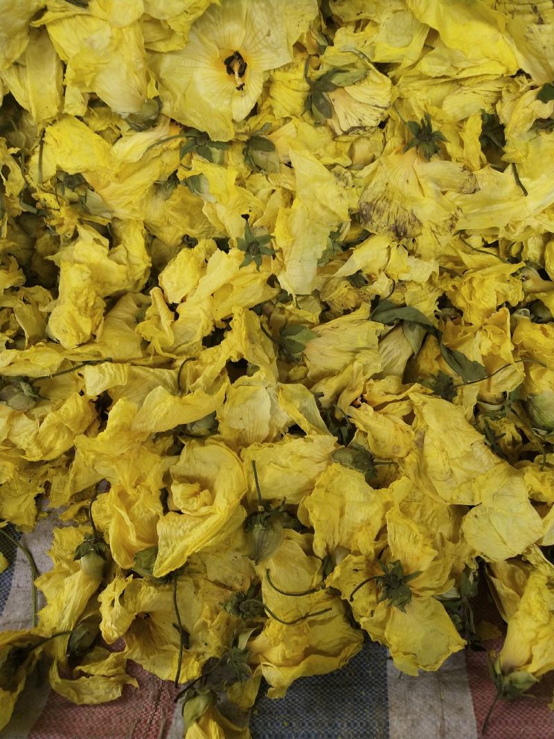 黄蜀葵花长年供应杨庆磊
