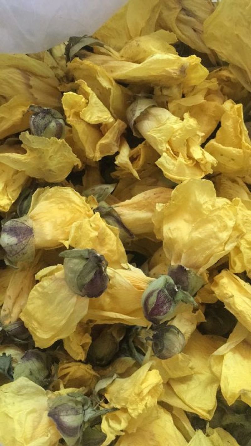 黄蜀葵花长年供应杨庆磊