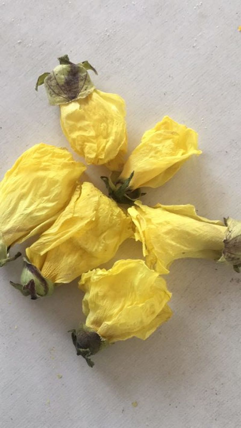 黄蜀葵花长年供应杨庆磊