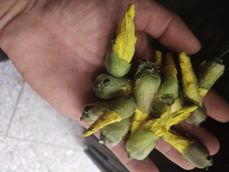 金花葵花茶长年供应杨庆磊