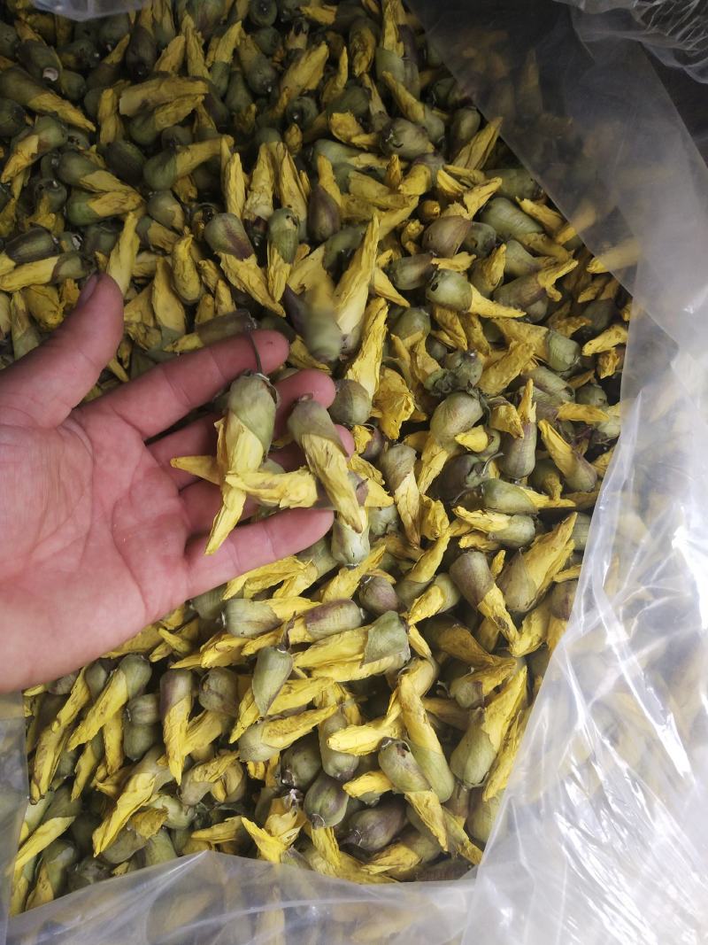 金花葵花茶长年供应杨庆磊