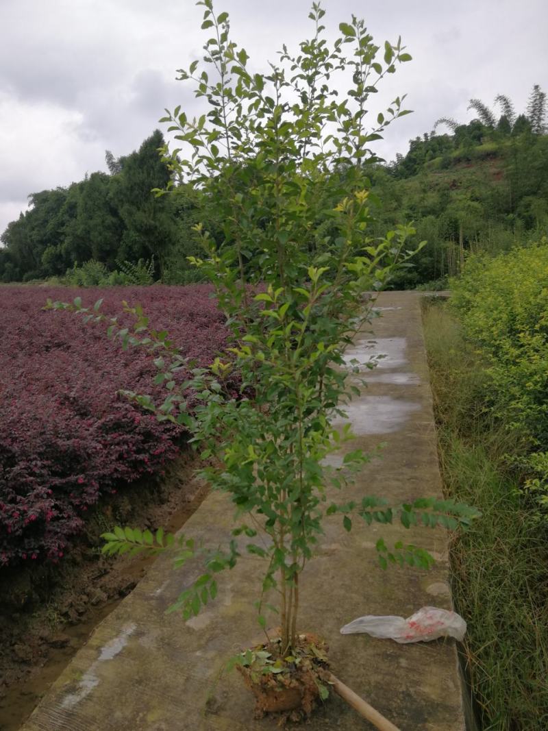 土地转让，土地出租，高标准农田出租，农田转租
