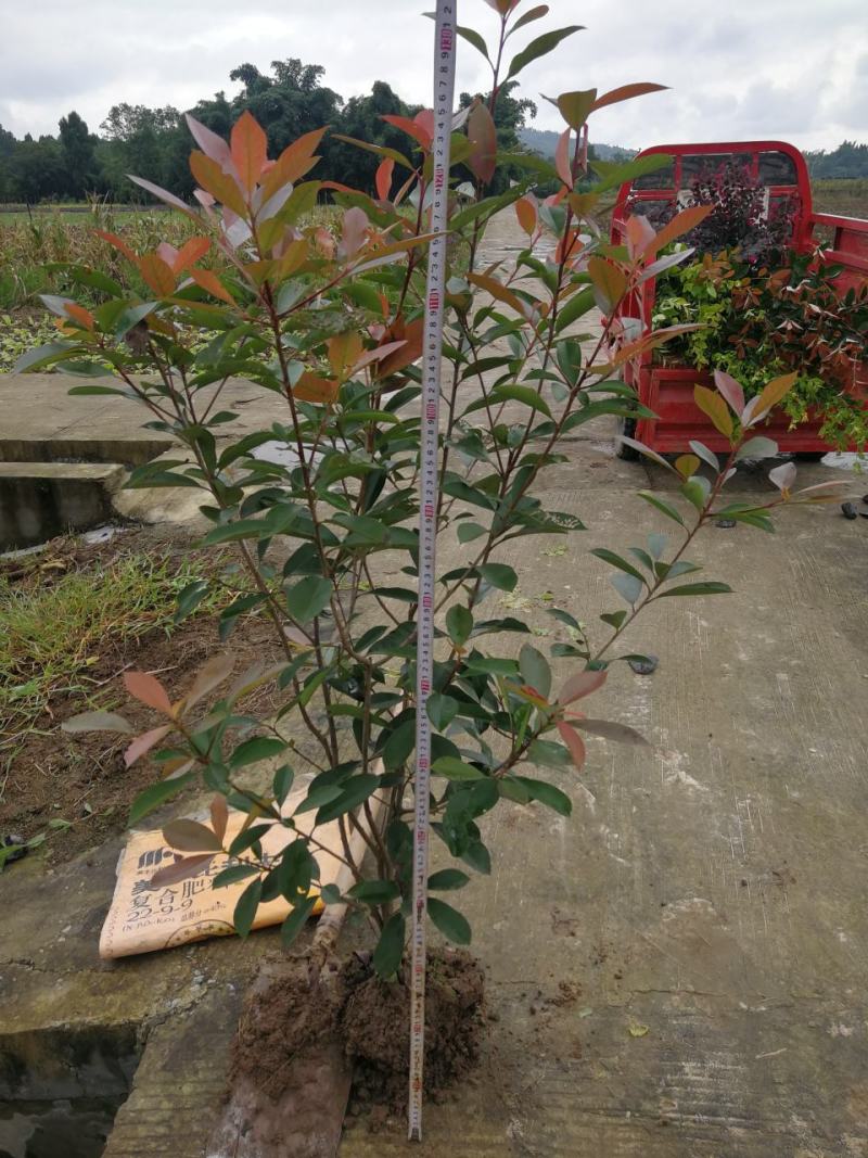 土地转让，土地出租，高标准农田出租，农田转租