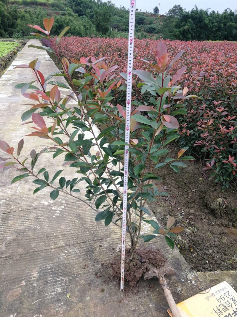 土地转让，土地出租，高标准农田出租，农田转租