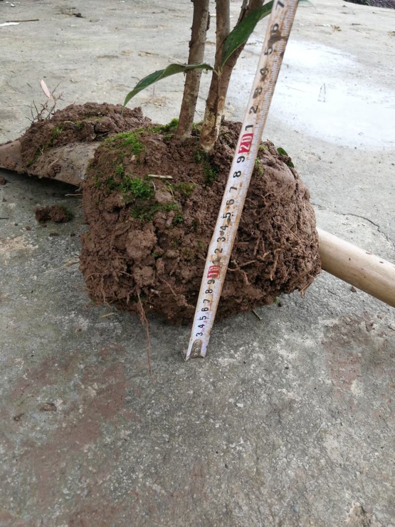 各种规格四季桂桂花树地栽苗土球苗欢迎来电咨询