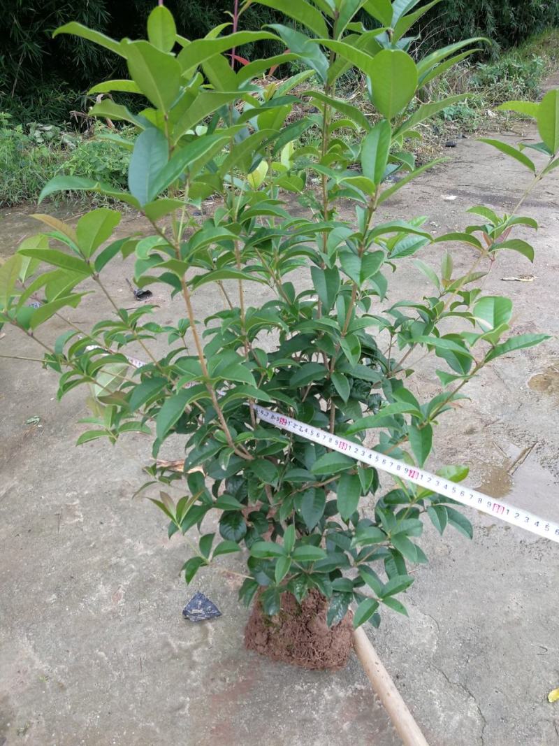 各种规格四季桂桂花树地栽苗土球苗欢迎来电咨询