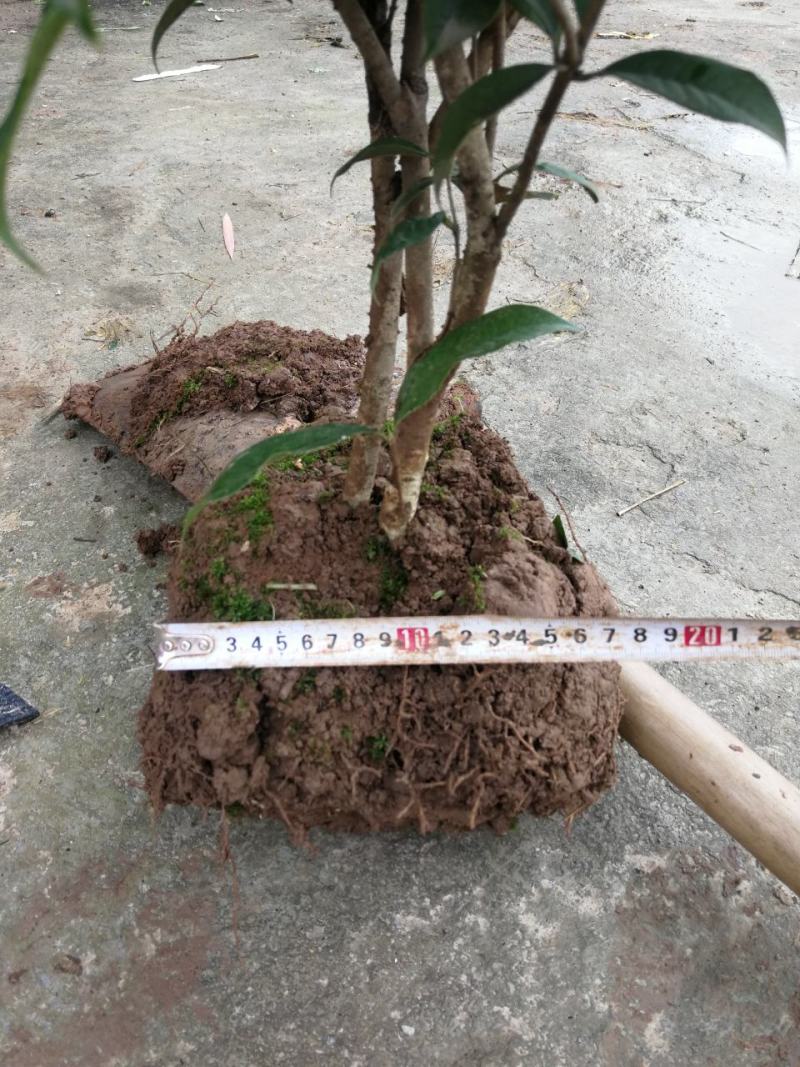 各种规格四季桂桂花树地栽苗土球苗欢迎来电咨询